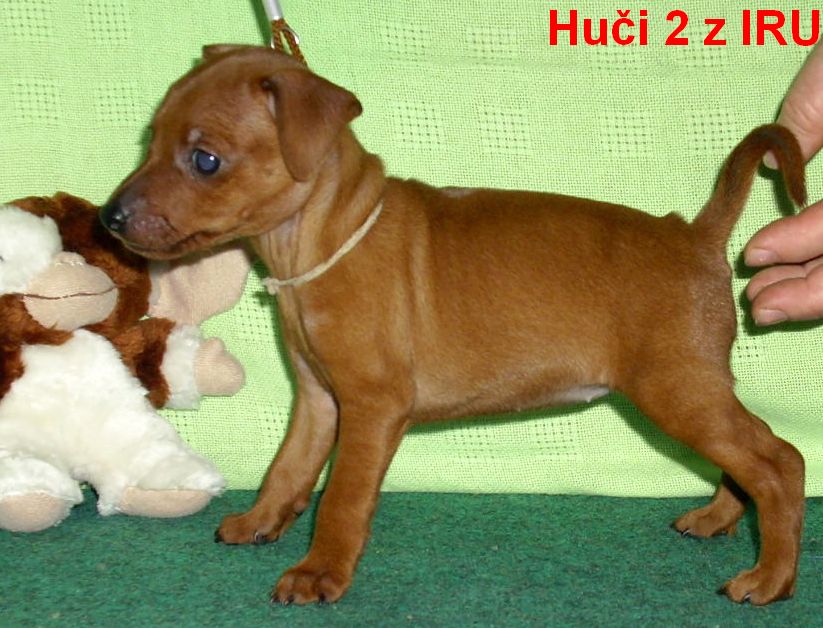 17.9.2010 Huči z IRU 2 stojí  G