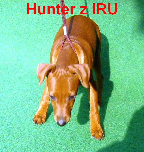 2.11.2010 Hunter z IRU čelem tvar hlavy