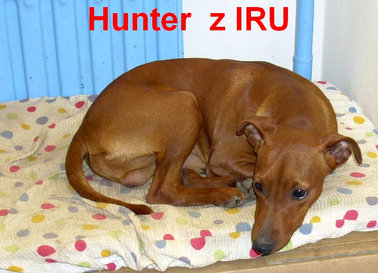 9.2.2011 Hunter z IRU  u radiatoru top