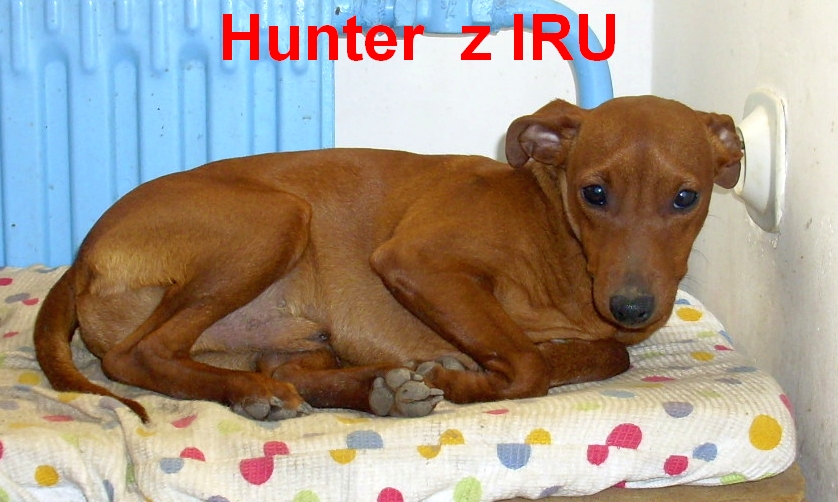 9.2.2011 Hunter z IRU  u radiatoru,hlavu na zásuvce