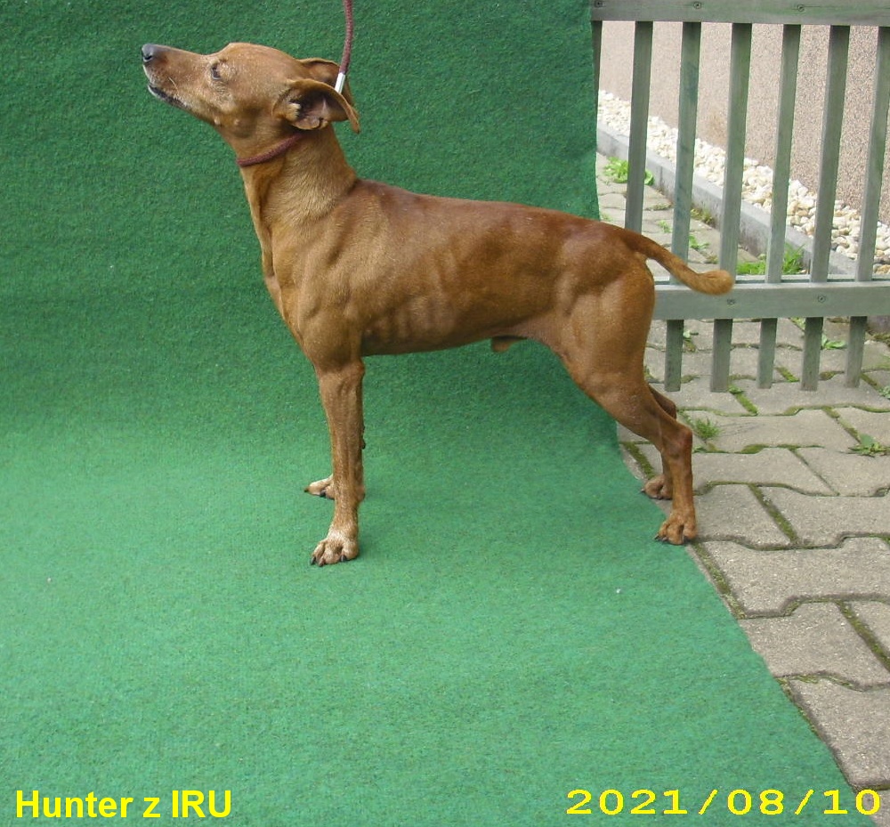 10.8.2021 Hunter z IRU , 11. narozeniny,postoj