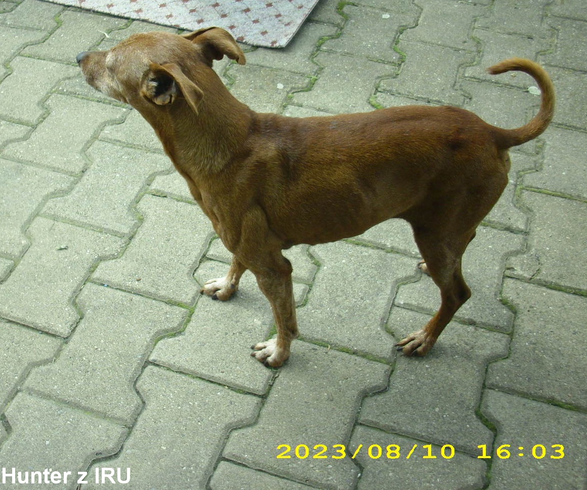 10.8.2023 Hunter z IRU 13 . narozeniny. nemluví se mnou