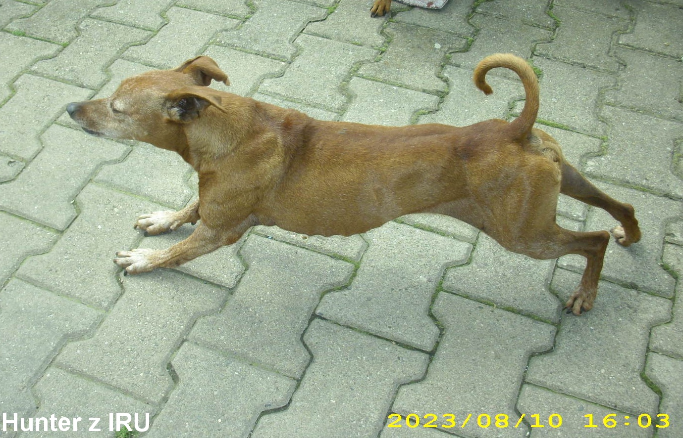 10.8.2023 Hunter z IRU 13 . narozeniny.předvádí se