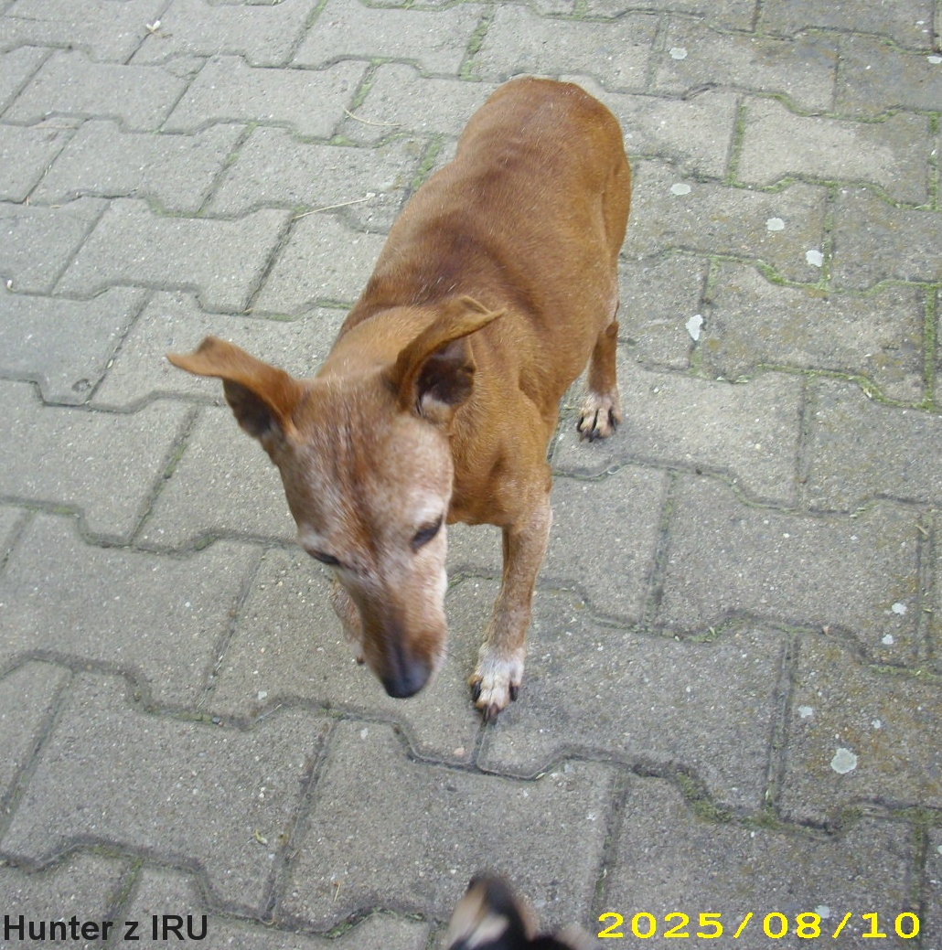 10.8.2025 Hunter z IRU  narozeniny