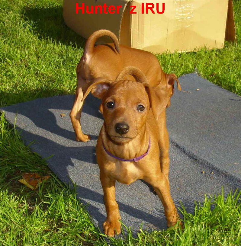 10.10.2010 Hunter z IRU čelem na zahradě