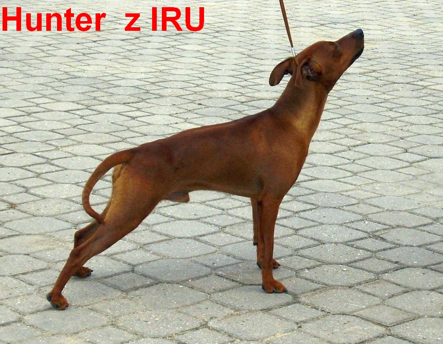 28.5.2011 Hunter z IRU výstava Lysá n. Labem
