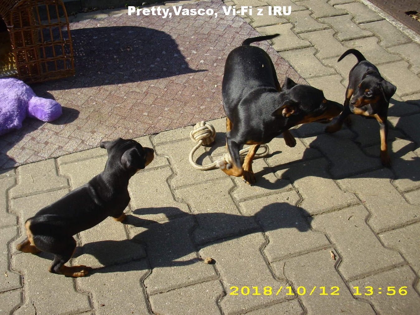 12.10.2018 Pretty,Vi-Fi a Vasco z IRU všichni v pohybu 2