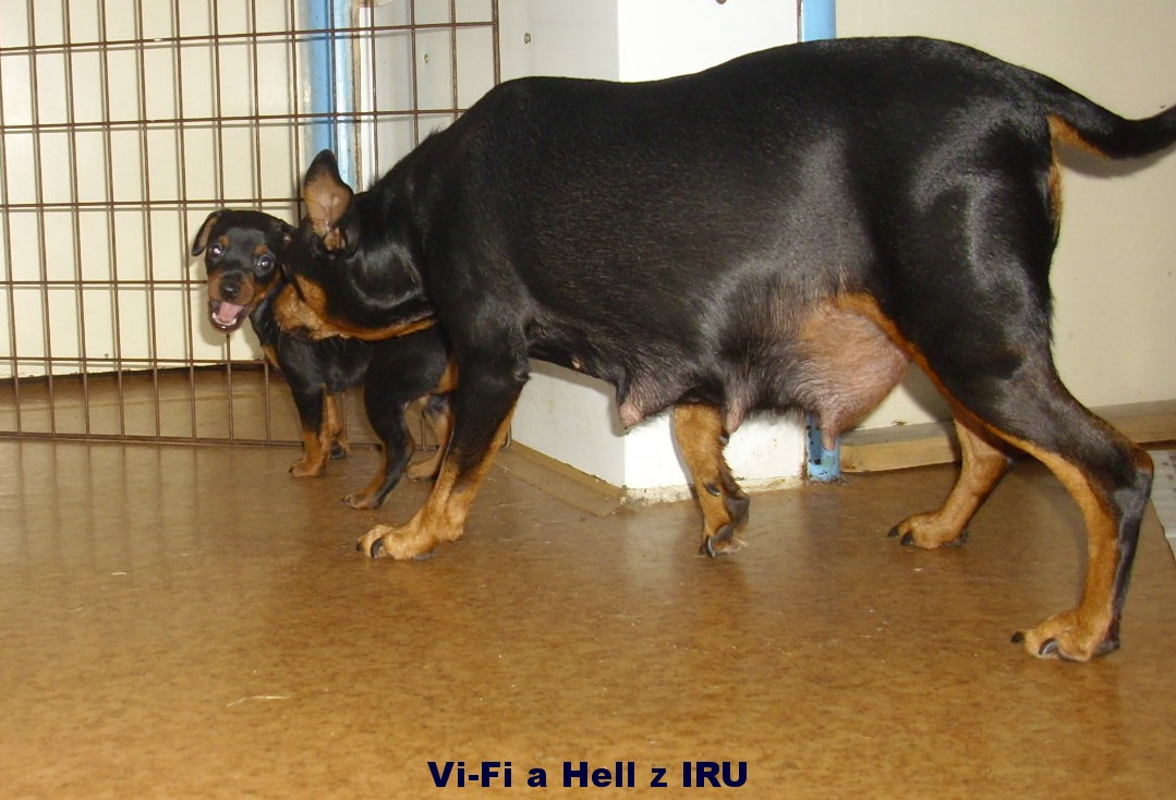 24.9.2018 Vi-Fi a Hell z IRU ,a nebudu poslouchat.