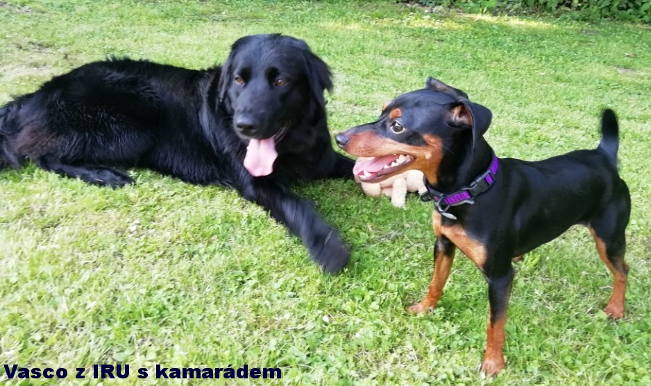 6.6.2019 Vasco z IRU s kamarádem