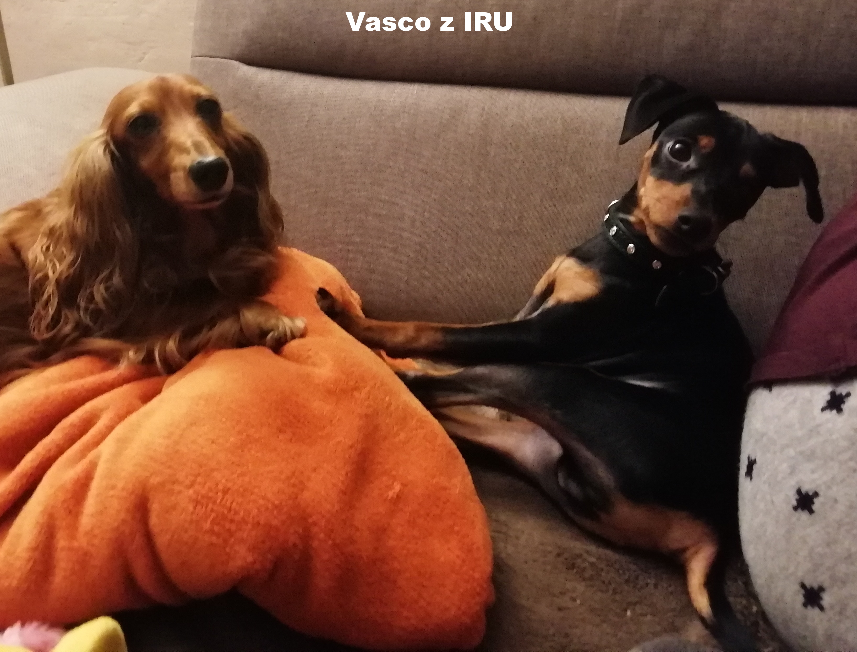 20.12.2018 Vasco z IRU s kamarádem