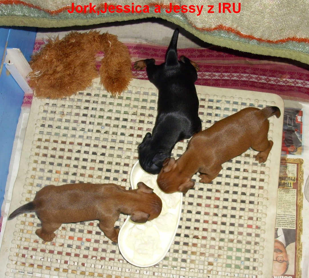 4.10.2012 Jessy,Jessica,Jork a 1.pribináček