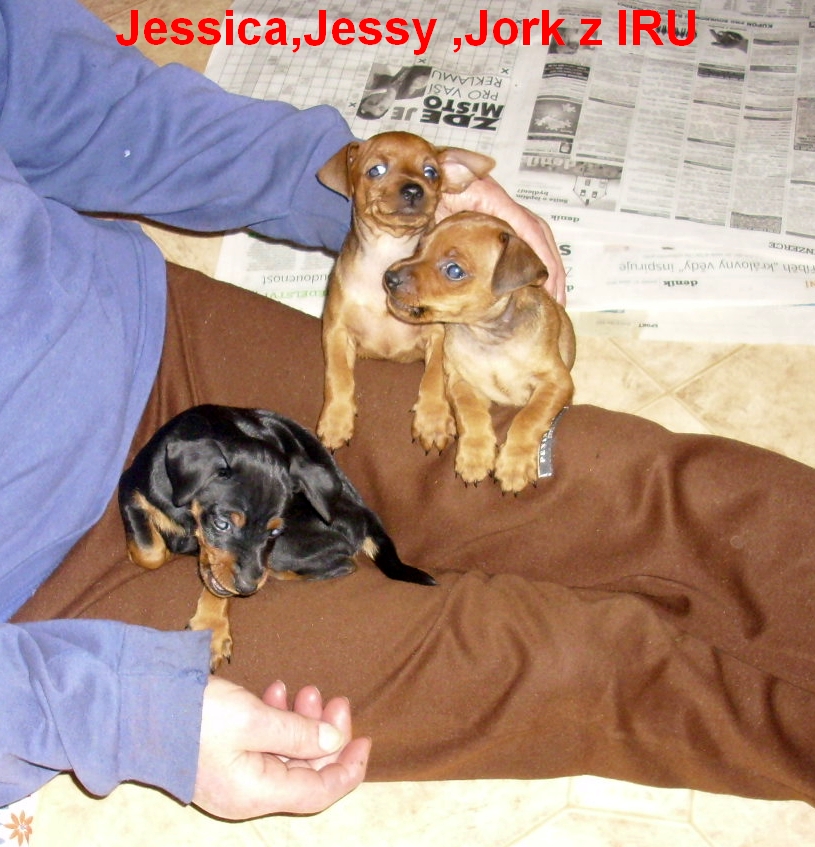14.10.2012 Jessica,Jessy,Jork socializace 2