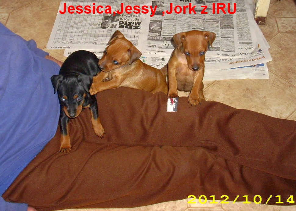 14.10.2012 Jessica,Jessy,Jork socializace