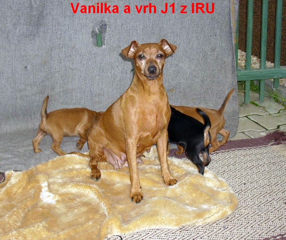 16.10.2012 Vanilka a J1 poprvé venku