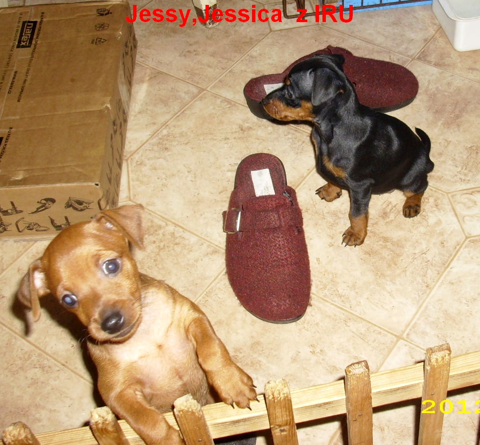 20.10.2012 Jessica a Jessy po boji