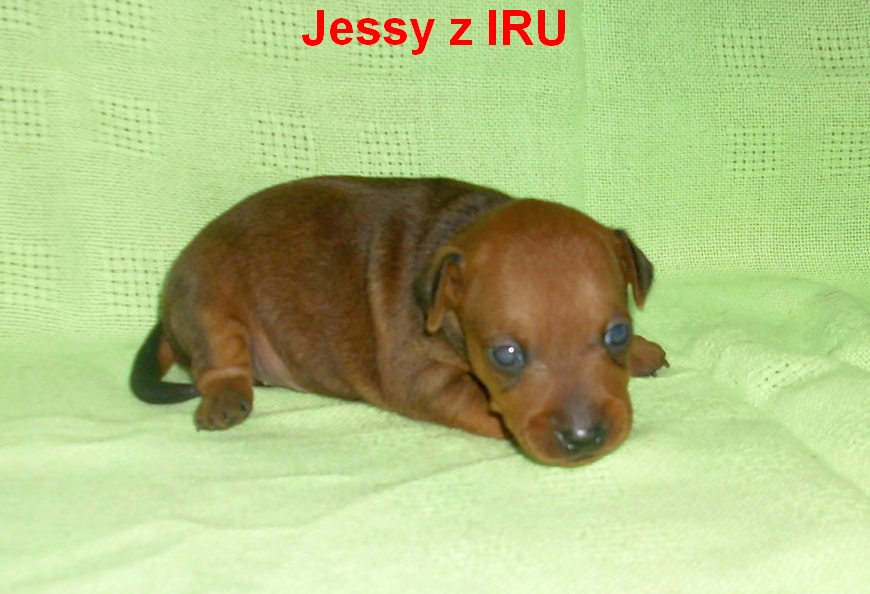 23.9.2012 Jessy čelem
