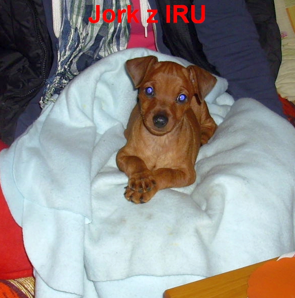 6.11.2012 Jork odběr