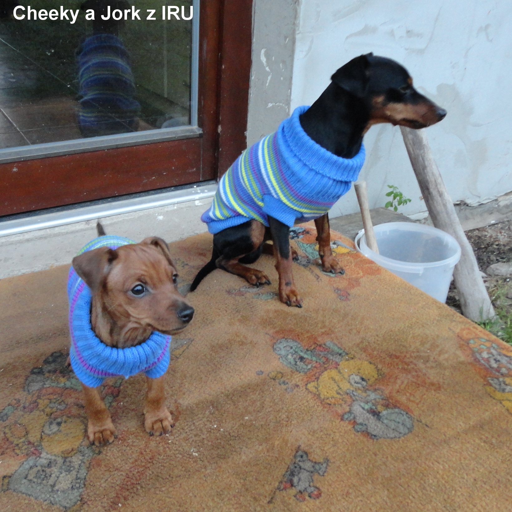 8.11.2012 Jork,Cheeky z IRU ve svetru
