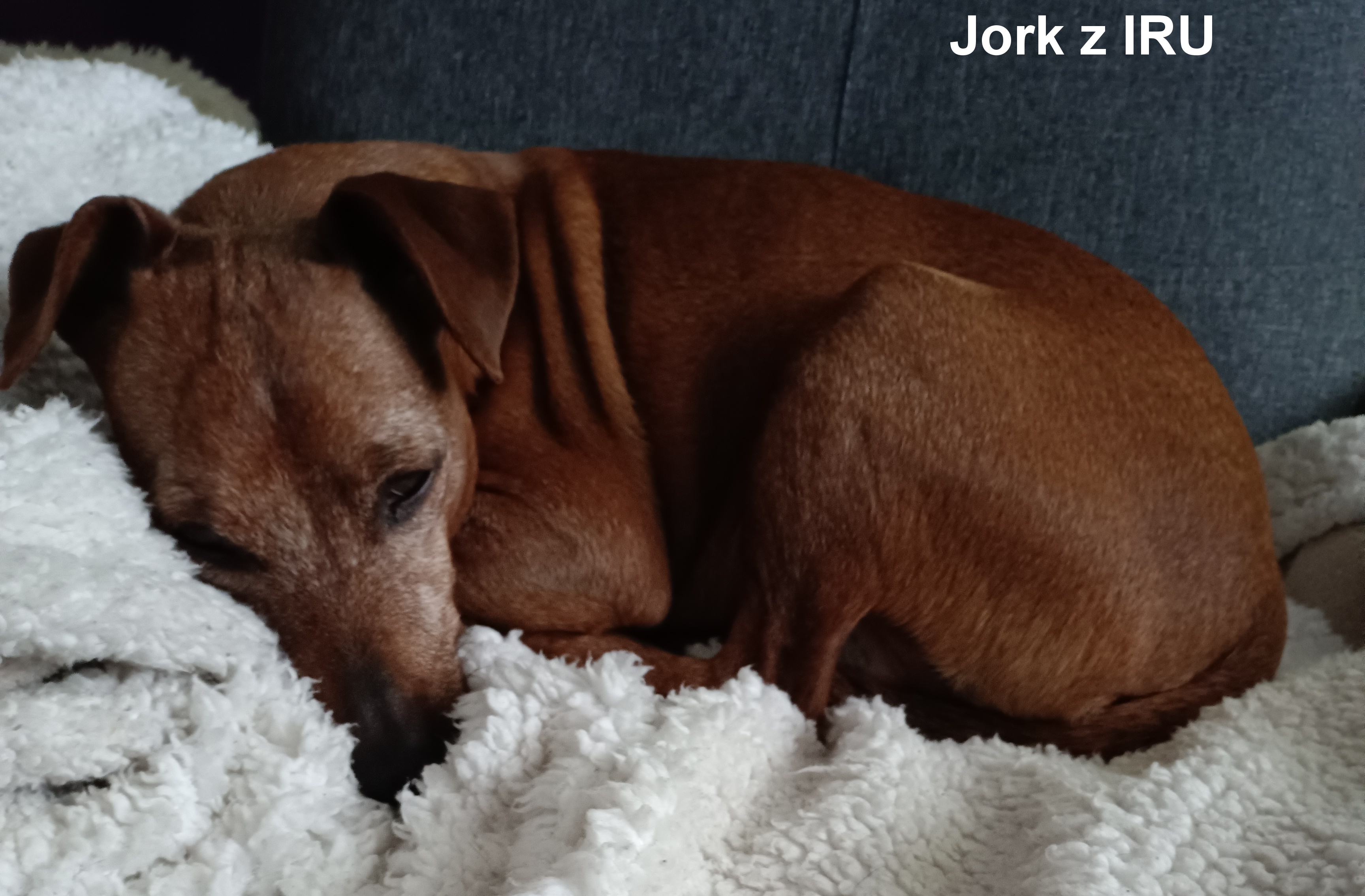 20.4.2022 Jork z IRU unavený