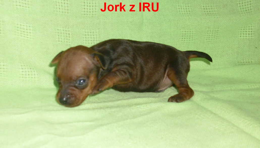23.9.2012 Jork bokem