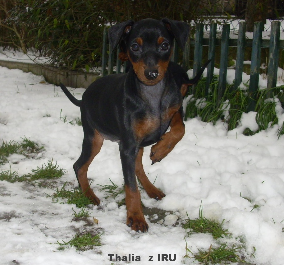 11.12.2017 Thalia z IRU první sníh.