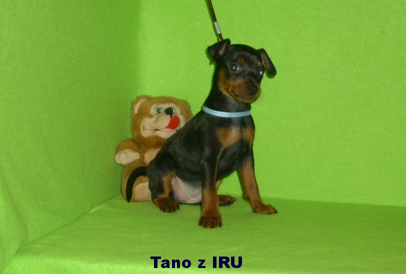 29.10.2017 Tano z IRU co ještě chceš.
