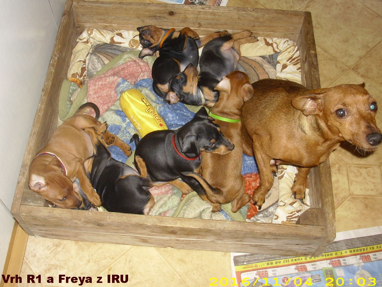 4.11.2016 vrh R1 a Freya z IRU hrajeme si