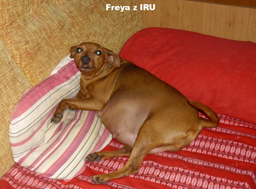 14.9.2016 Freya z IRU pupík
