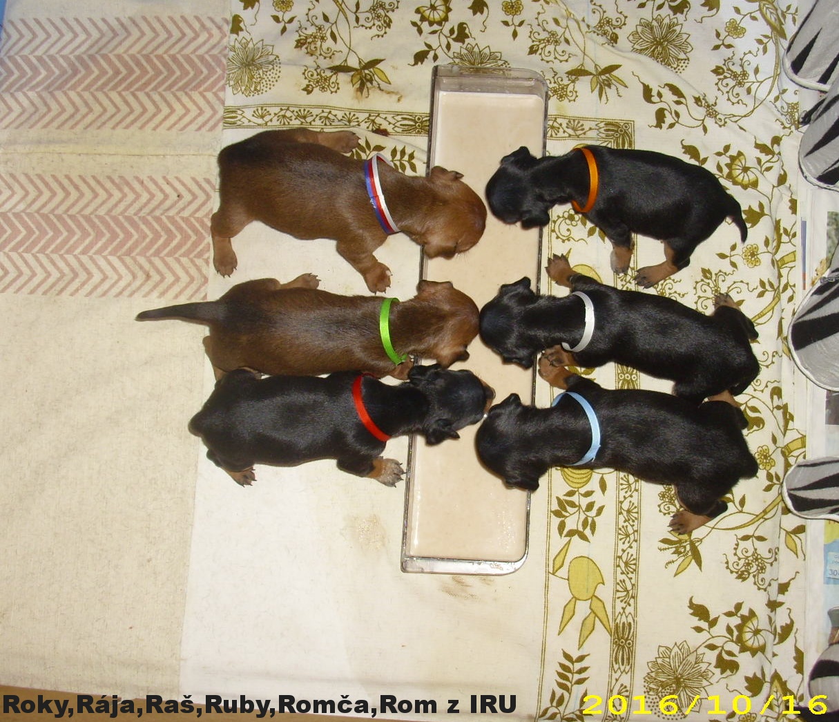 16.10.2016 Roky,Rája,Raš,Ruby,Romča,Rom z IRU u krmení