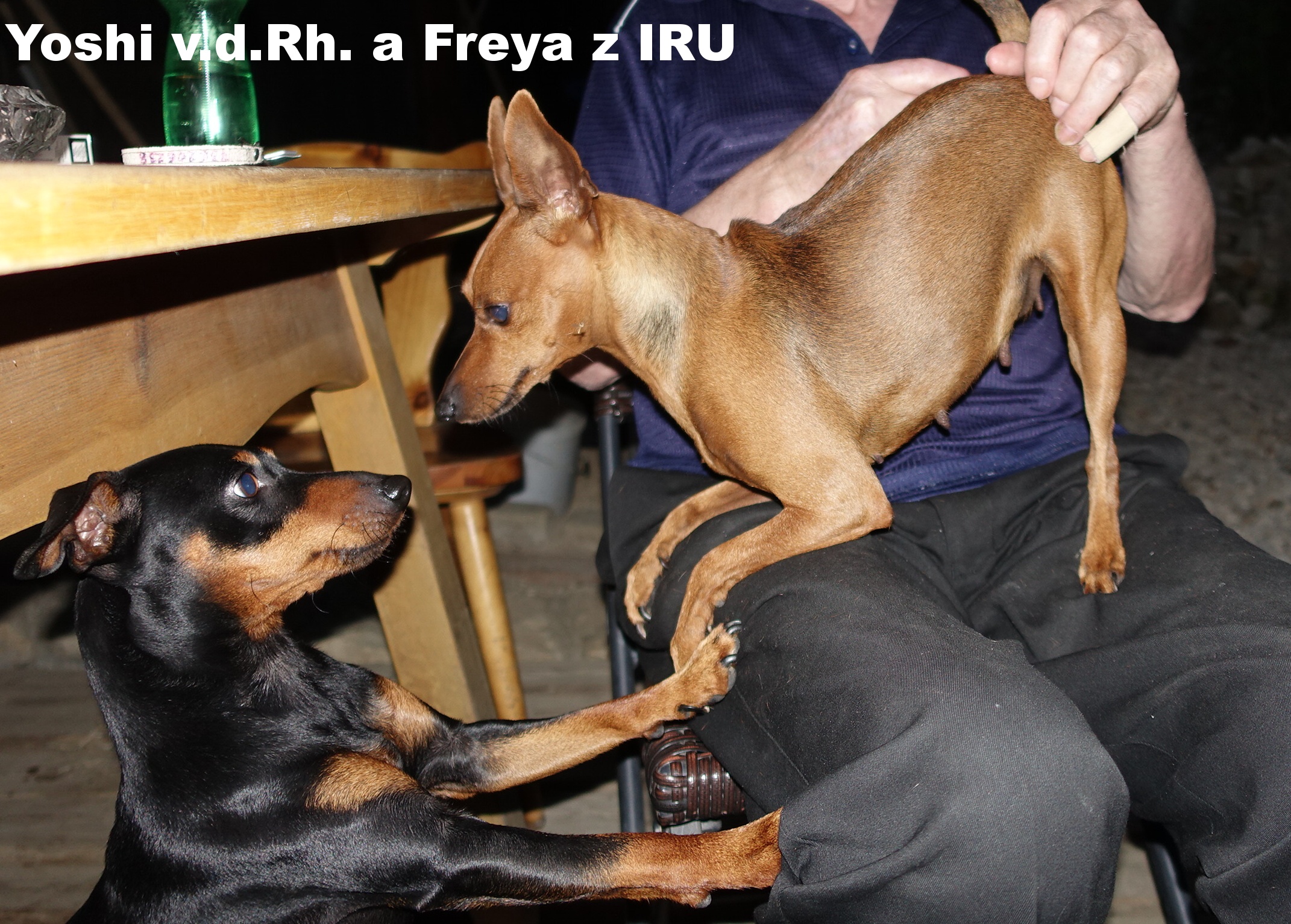 23.7.2016 Yoshi v.d. Rheinebene s Freyou z IRU líbíš se mi.