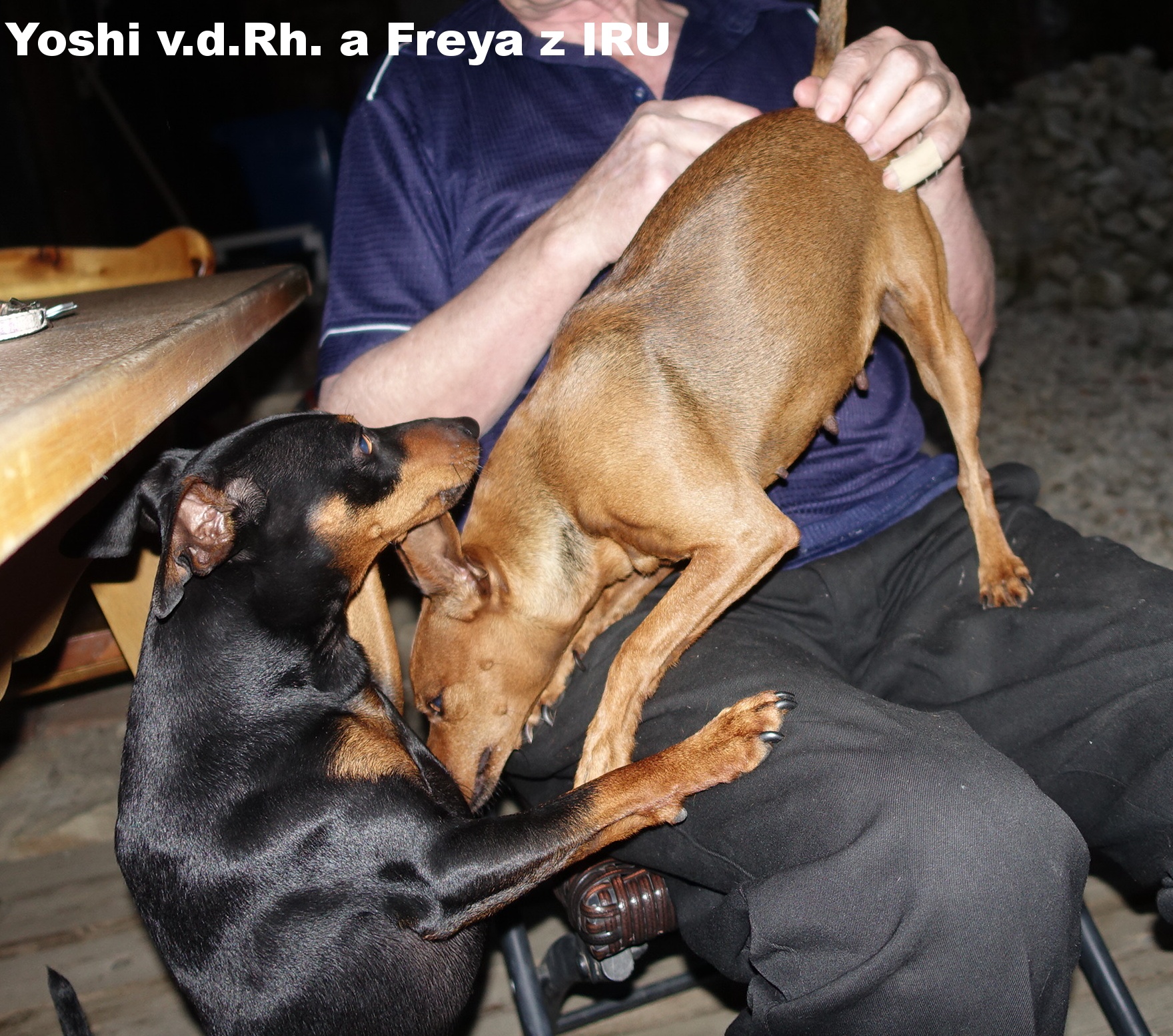 23.7.2016 Yoshi v.d. Rheinebene s Freyou z IRU tak co jaký jsi chlap