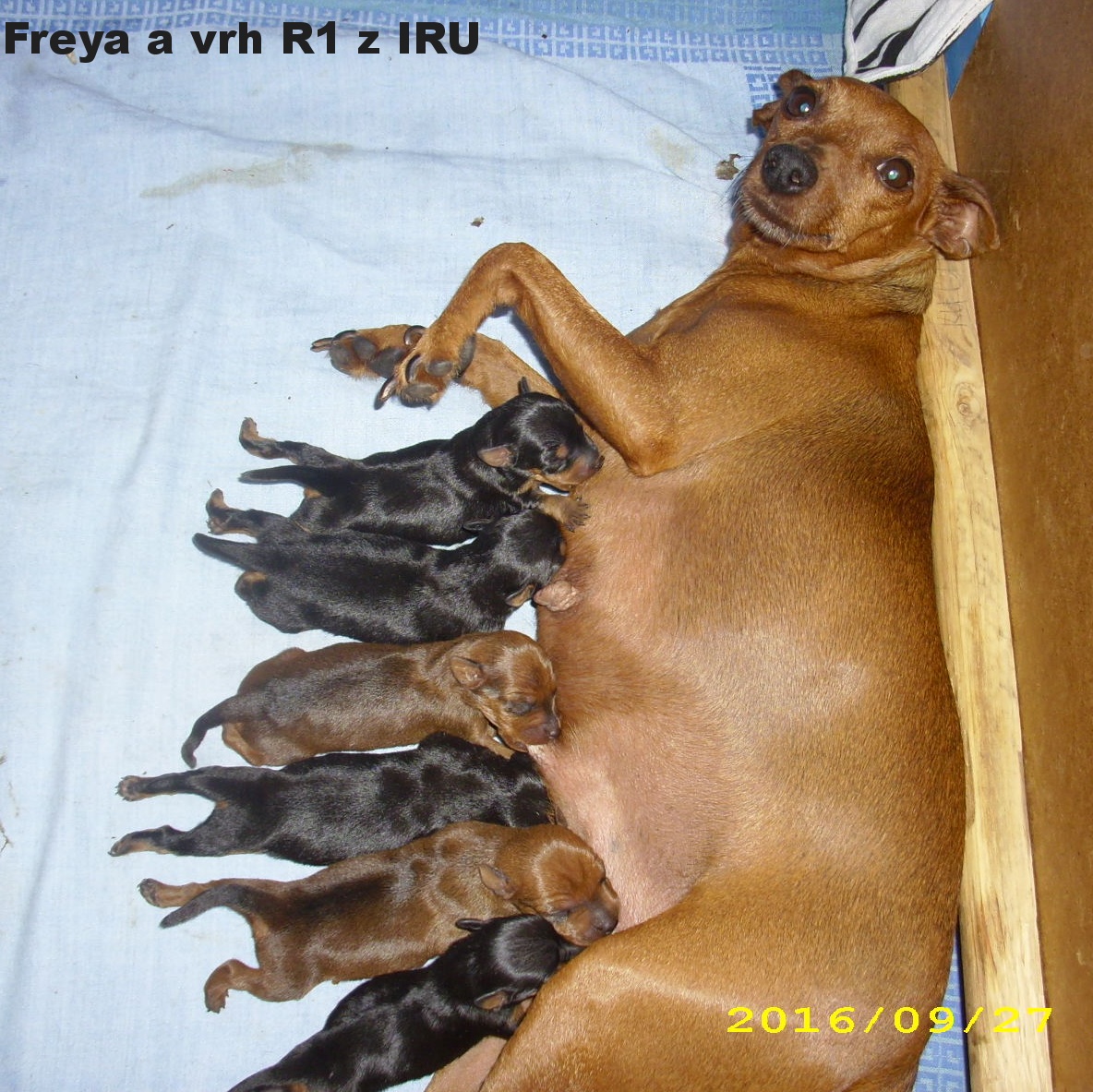 27.9.2016 Freya a vrh R1 z IRU