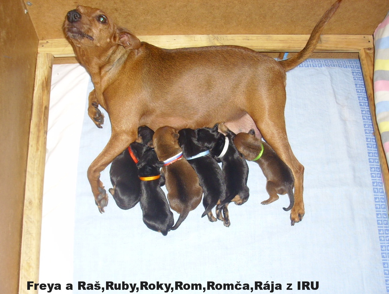 2.10.2016 Freya a vrh R1 z IRU po stužkování