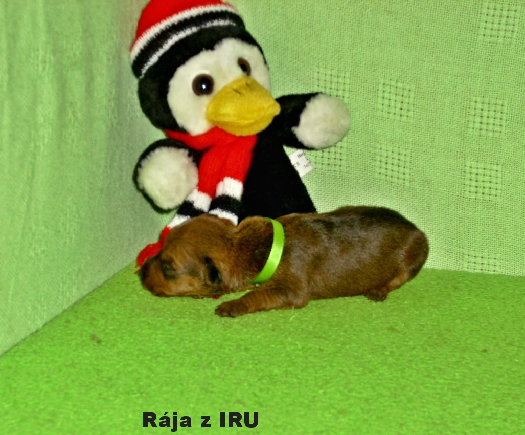2.10.2016 Rája z IRU