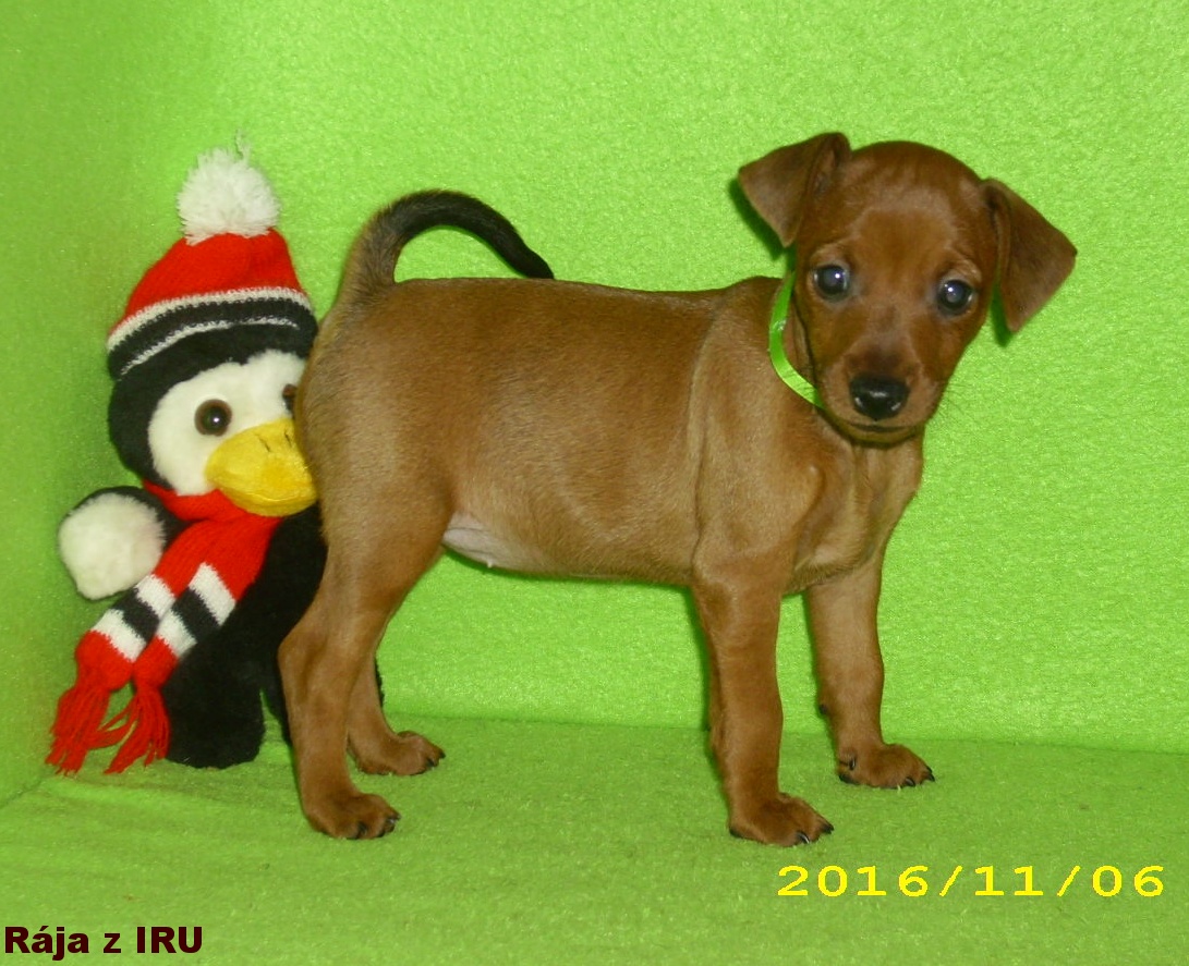 6.11.2016 Rája z IRU postoj,top