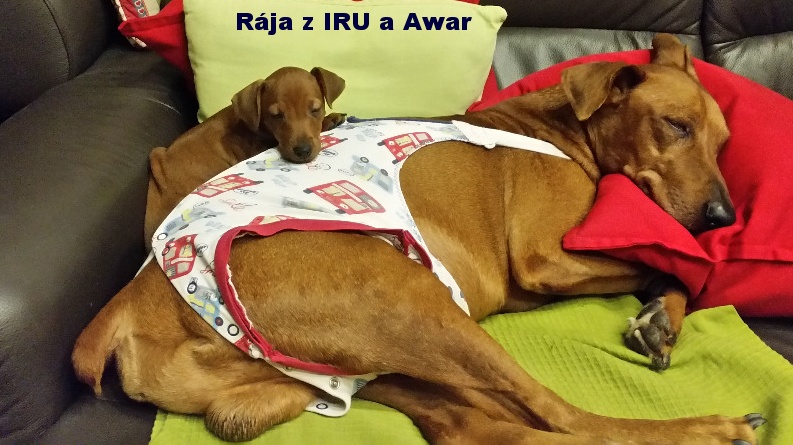 17.11.2016 Rája z IRU a nový kamarád Arwen