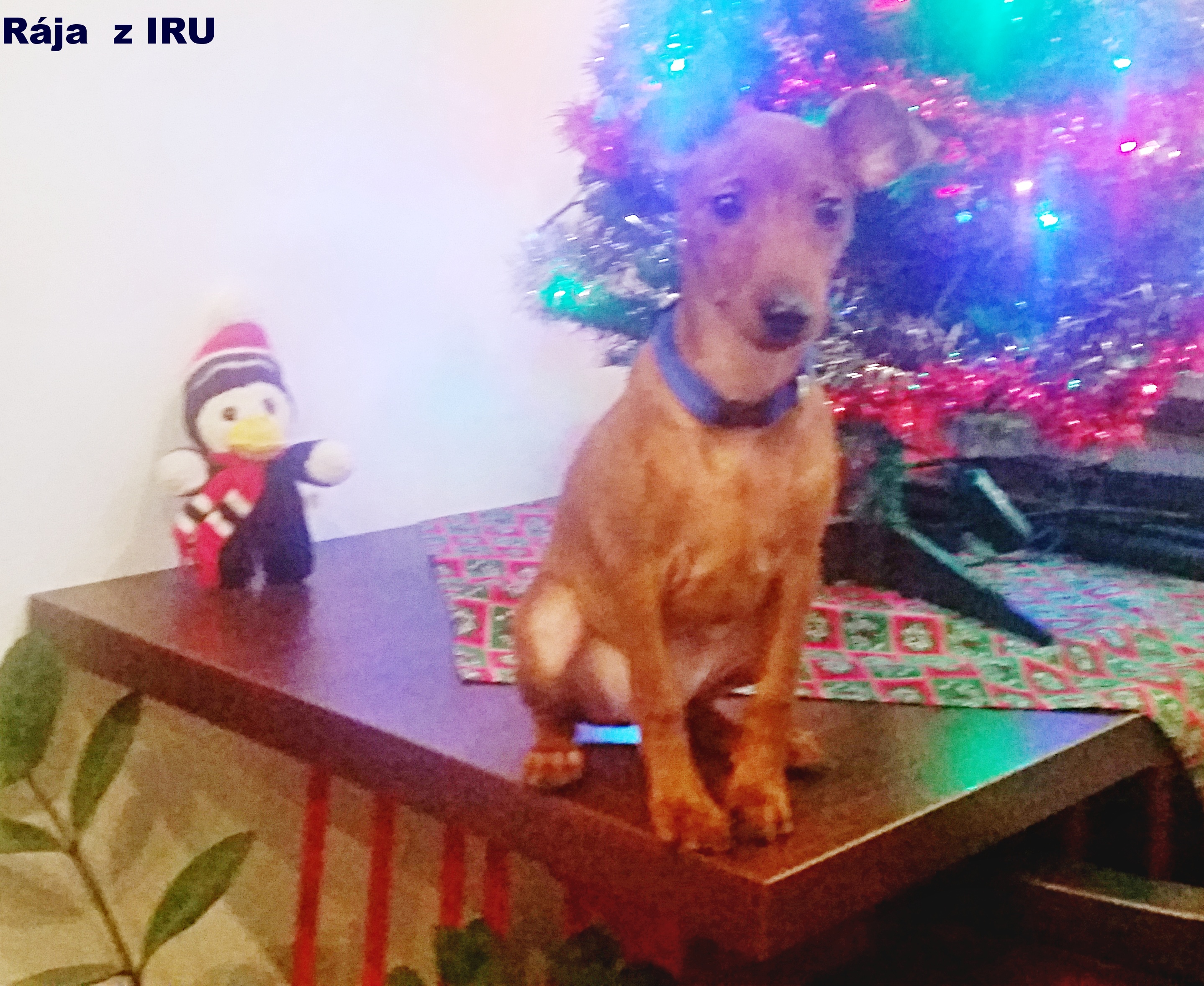 25.12.2016 Rája z IRU