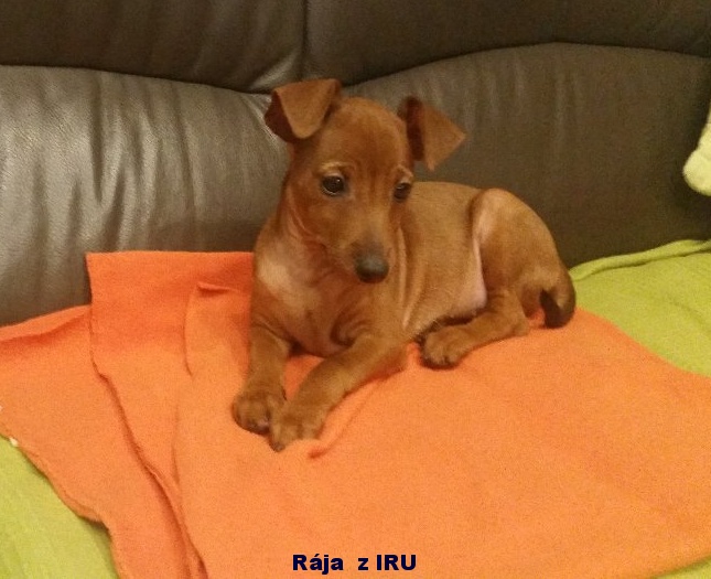 29.11.2016 Rája z IRU