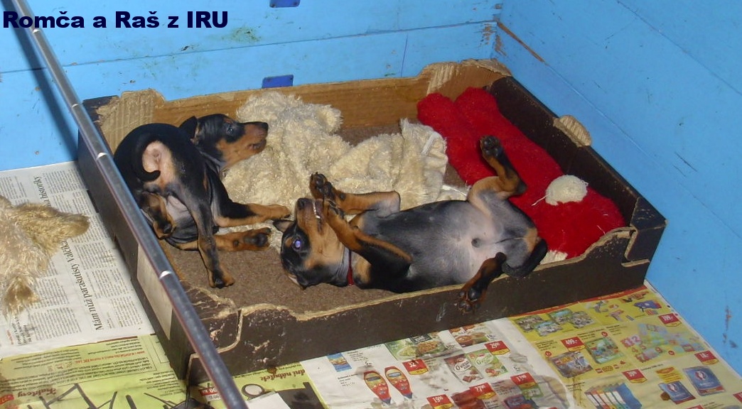 11.11.2016 Romča a Raš z IRU kdo z koho, Raš top