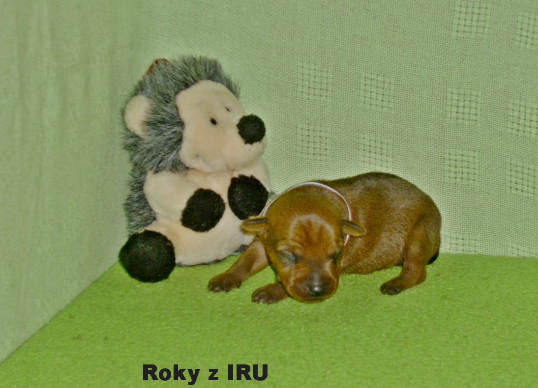 2.10.2016 Roky z IRU