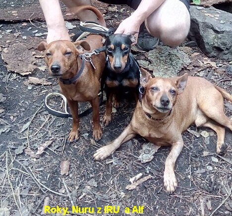 4.7.2021 Roky,Nuru z IRU a kamarád Alf na výletě