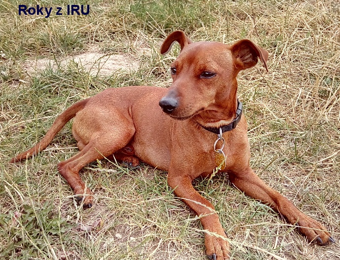 17.7. 2018 Roky z IRU top