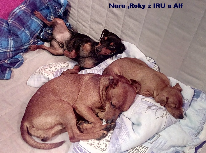 18.11.2016 Nuru,Roky z IRU a Alf velcí kamarádi