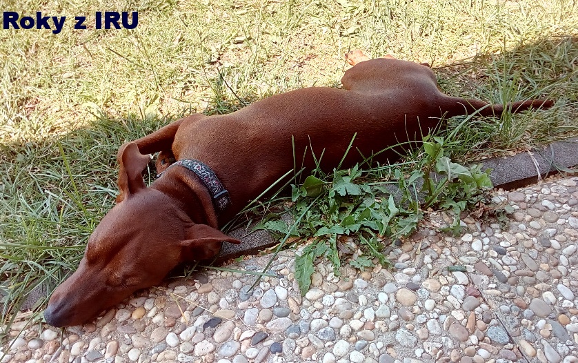 30.7.2017 Roky z IRU