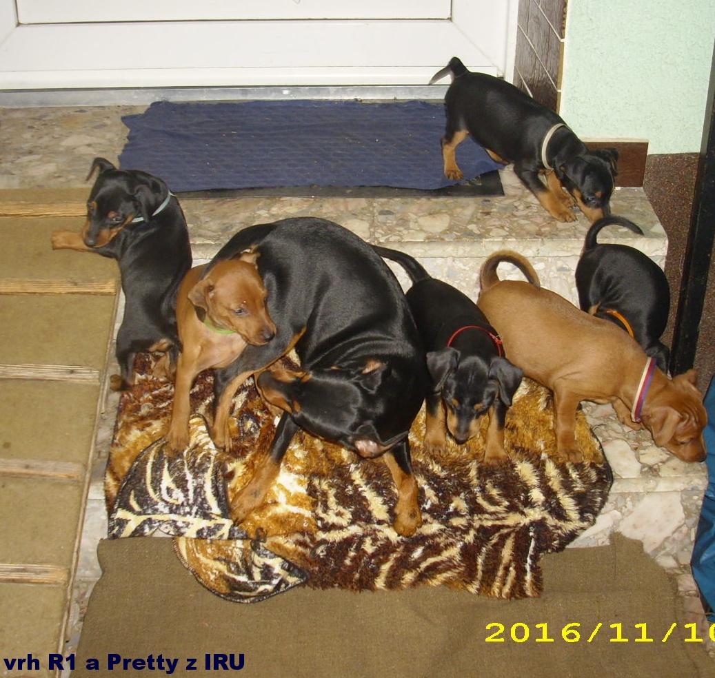10.11.2016 vrh R1 a Pretty z IRU poprvé venku, Rom top