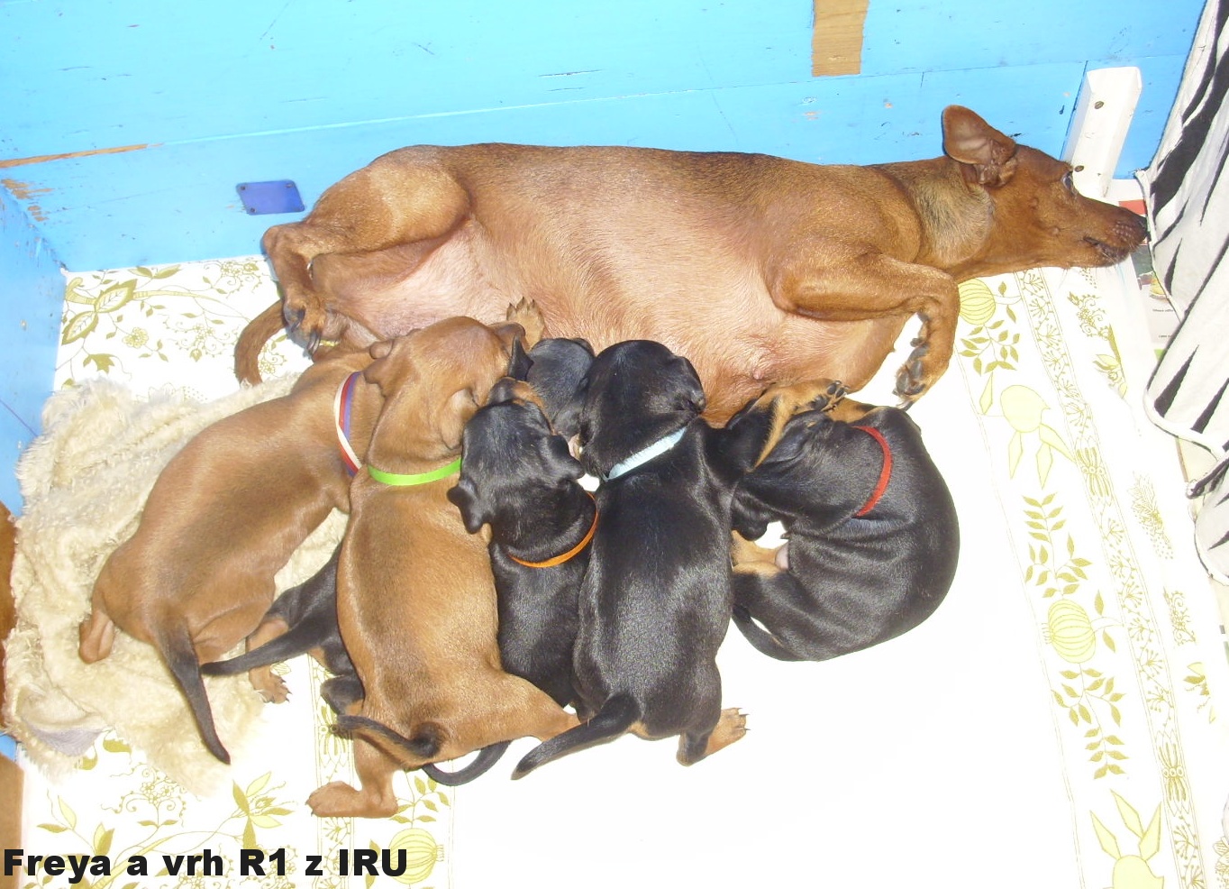 26.10.2016 Freya a vrh R1 z IRU,Rom