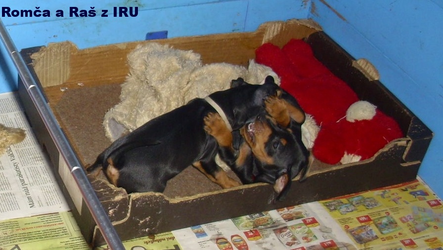 11.11.2016 Romča a Raš z IRU kdo z koho, Romča top