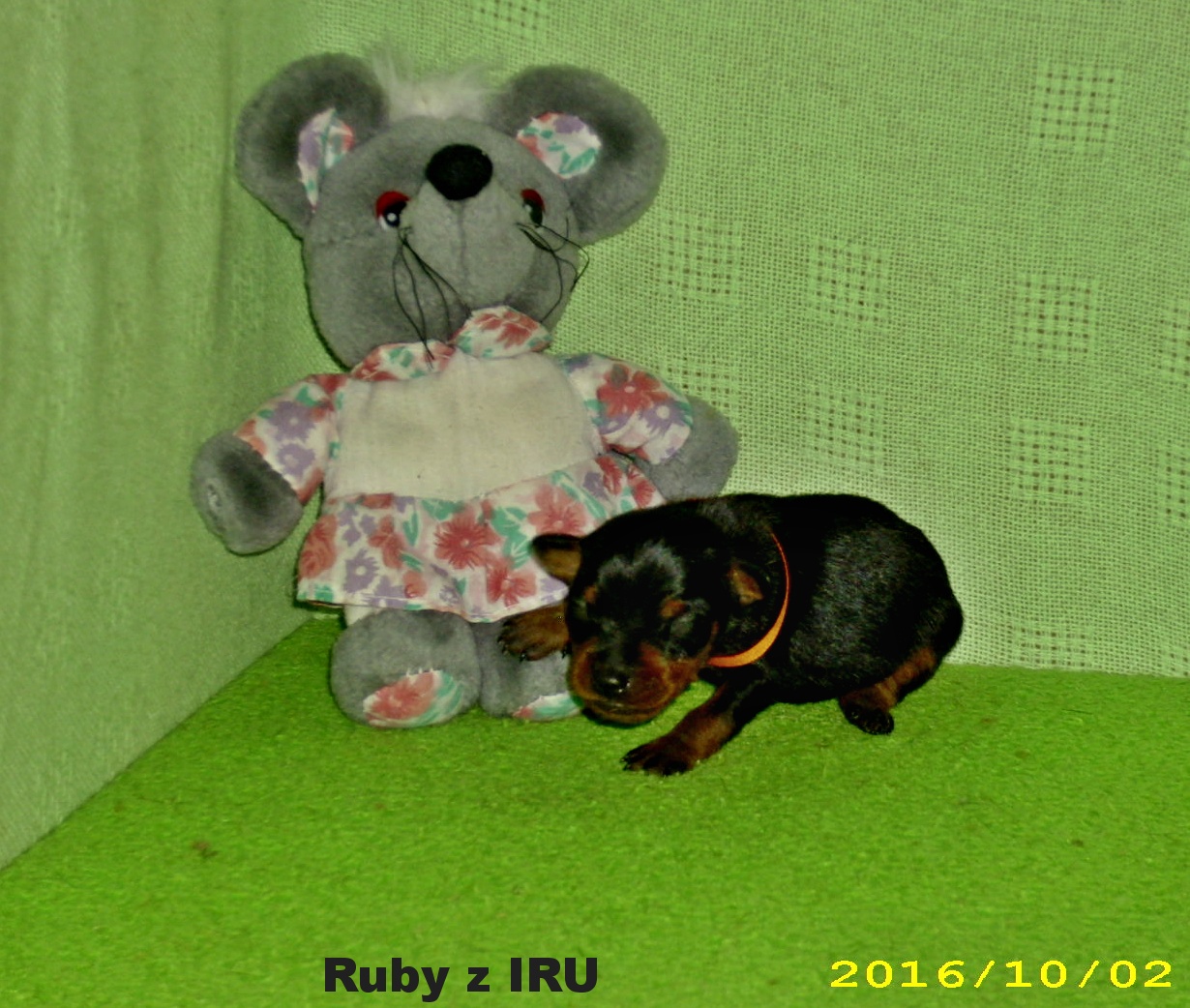 2.10.2016 Ruby z IRU