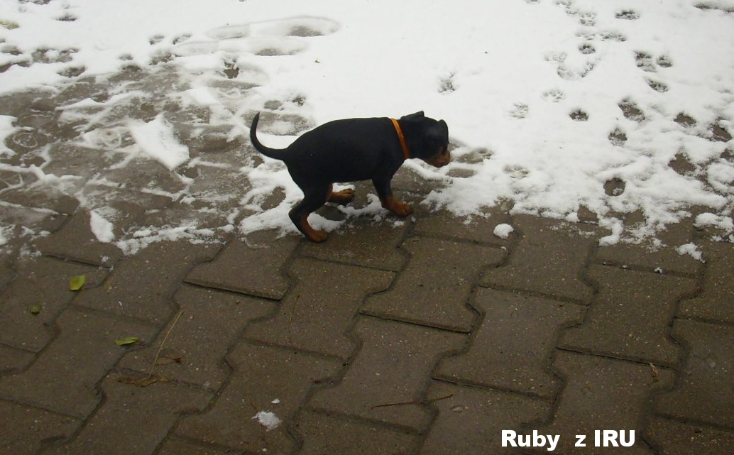 10.11.2016 Ruby z IRU na sněhu