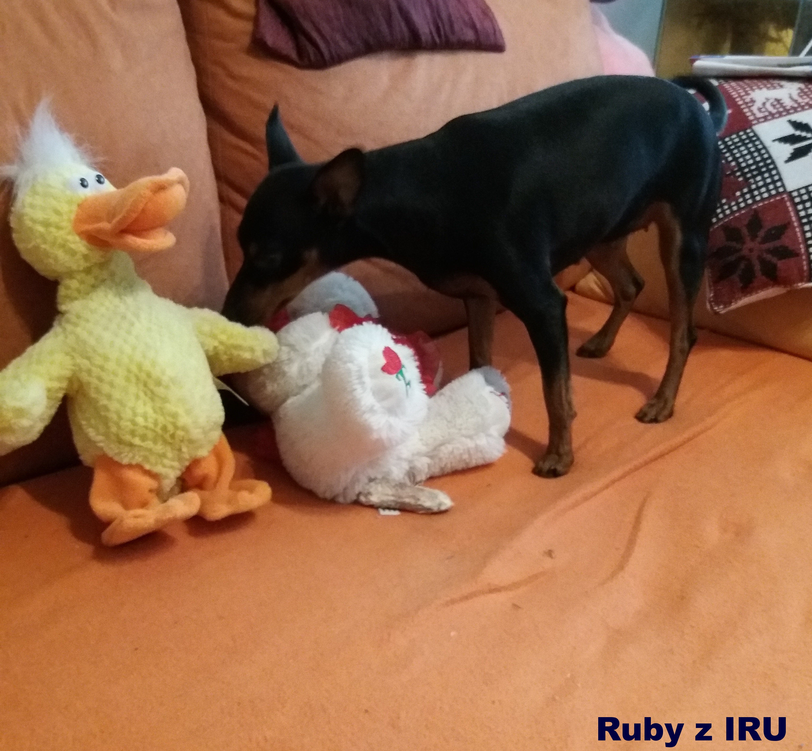 22.9.2017 Ruby z IRU 1. narozeniny
